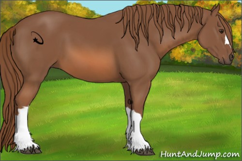 Horse Color:Unknown 