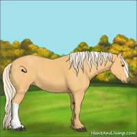 Horse Color:Palomino 