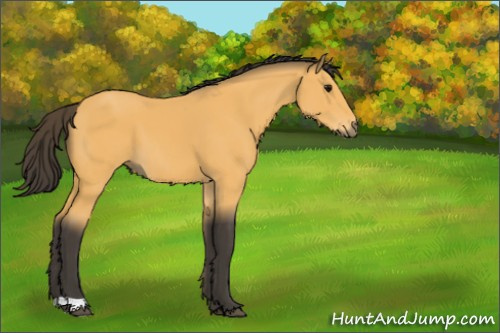Horse Color:Buckskin 