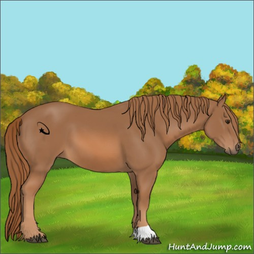 Horse Color:Chestnut 