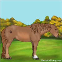 Horse Color:Chestnut 