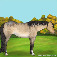 Horse Color:Buckskin Roan Dun Sabino Rabicano