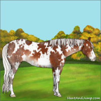 Horse Color:White Spotted Silver Bay Sabino 