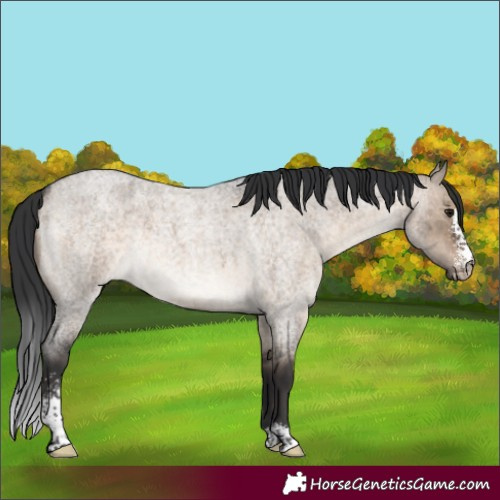 Horse Color:Brown Roan Dun Sabino Brindle