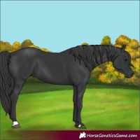 Horse Color:Black 