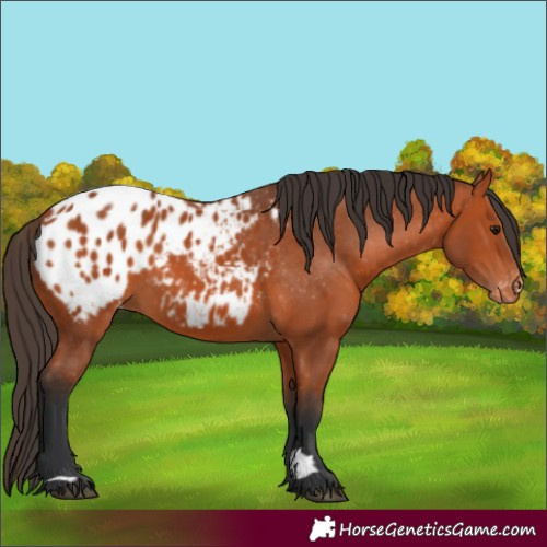Horse Color:Bay Appaloosa