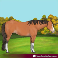 Horse Color:Bay Splash Frame 