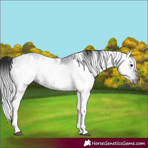 Horse Color:Gray White Spotted Black and Gray White Spotted Black