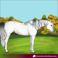 Horse Color:Gray White Spotted Black  and Gray White Spotted Black 