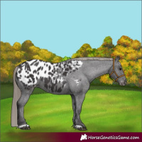 Horse Color:Smoky Black Appaloosa 