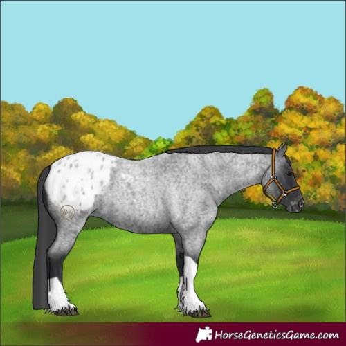 Horse Color:Blue Roan Tobiano Blanket 