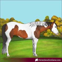 Horse Color:Brown Sabino Splash Tobiano