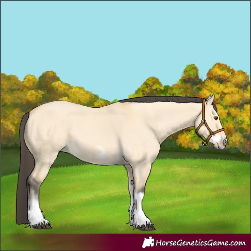 Horse Color:Buckskin Dun Splash Frame