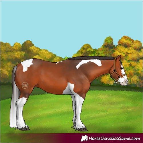 Horse Color:Bay Splash Tobiano 