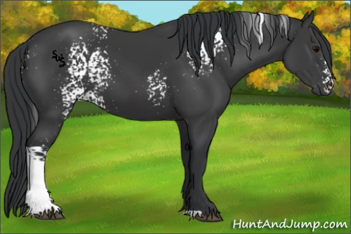 Horse Color:White Spotted Black 