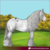 Horse Color:Black Splash Frame Appaloosa  and Black Splash Frame Appaloosa 