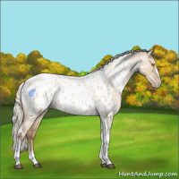 Horse Color:Silver Grullo Roan Pearl Tobiano Frame Appaloosa 
