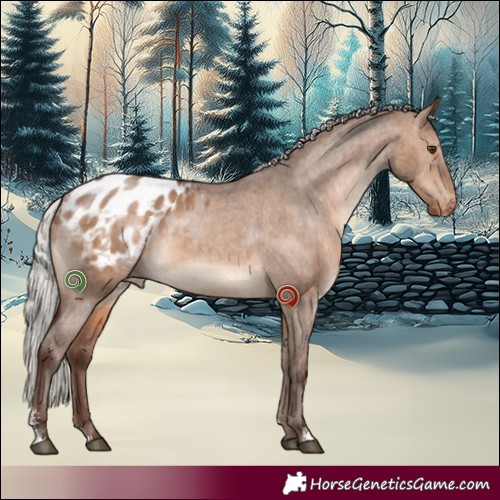 Horse Color:Silver Bay Dun Sabino Appaloosa Brindle 