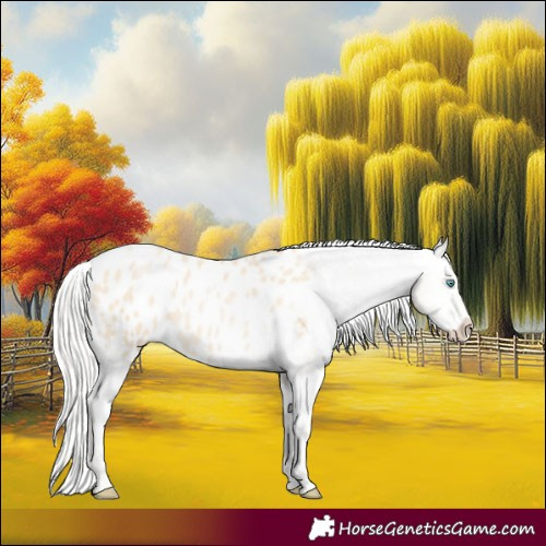 Horse Color:Silver Smoky Black Pearl Appaloosa 