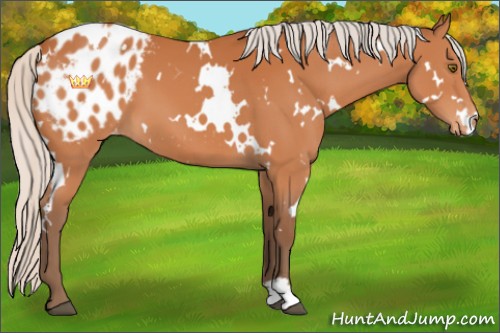 Horse Color:White Spotted Silver Bay Appaloosa 