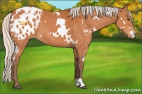 Horse Color:White Spotted Silver Bay Appaloosa 