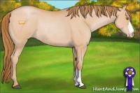 Horse Color:Bay Pearl Rabicano 