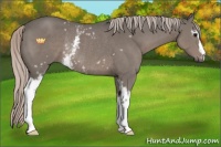 Horse Color:White Spotted Silver Black Rabicano 