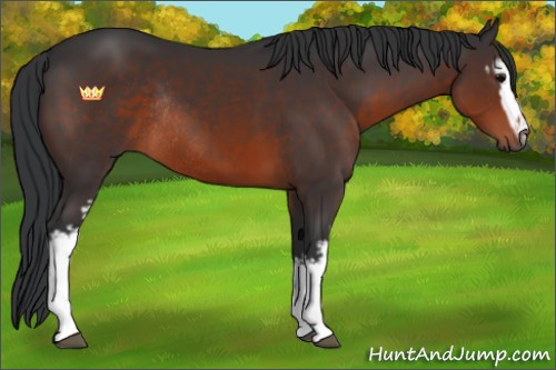 Horse Color:White Spotted Brown Rabicano 