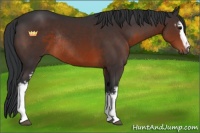 Horse Color:White Spotted Brown Rabicano 