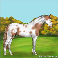 Horse Color:Chestnut Splash Tobiano Frame Varnish 