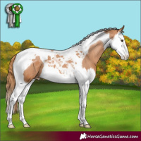 Horse Color:Chestnut Splash Tobiano Appaloosa 