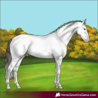 Horse Color:White Spotted Bay Splash Appaloosa 