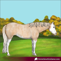 Horse Color:Palomino Roan Splash
