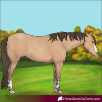Horse Color:Amber Champagne 