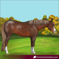 Horse Color:Liver Chestnut 