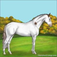 Horse Color:Chestnut Splash Tobiano Frame 