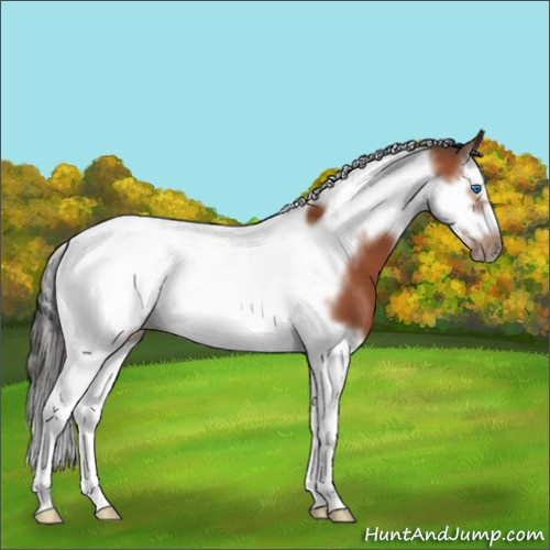 Horse Color:Bay Splash Tobiano Frame 