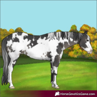Horse Color:White Spotted Black Frame 