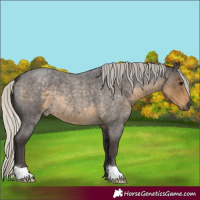 Horse Color:Silver Smoky Blue Roan 