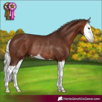 Horse Color:Silver Bay Splash Rabicano