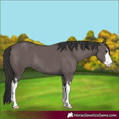 Horse Color:White Spotted Smoky Grullo 
