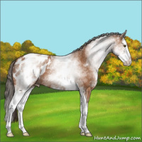 Horse Color:White Spotted Bay Splash Appaloosa 