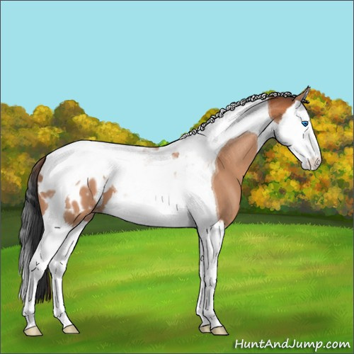 Horse Color:Bay Splash Tobiano Appaloosa 