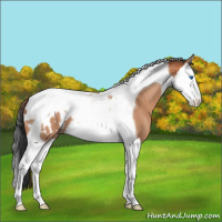 Horse Color:Bay Splash Tobiano Appaloosa