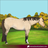 Horse Color:Buckskin Roan Dun 