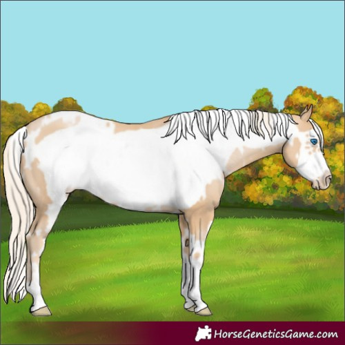 Horse Color:White Spotted Palomino Pearl Frame 