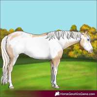 Horse Color:White Spotted Palomino Pearl Frame 