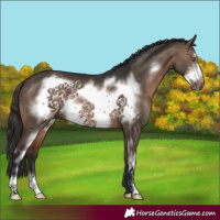 Horse Color:Brown Dun Sabino Frame 