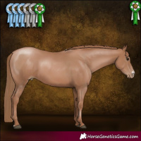 Horse Color:Black Pearl Sabino 