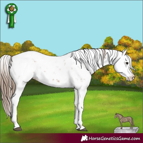 Horse Color:Black Pearl Sabino 